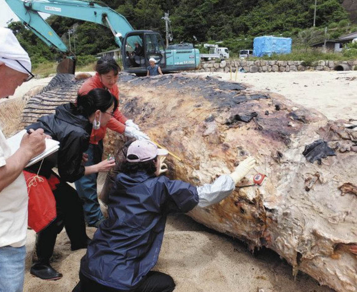 美浜に漂着したのはナガスクジラと判明