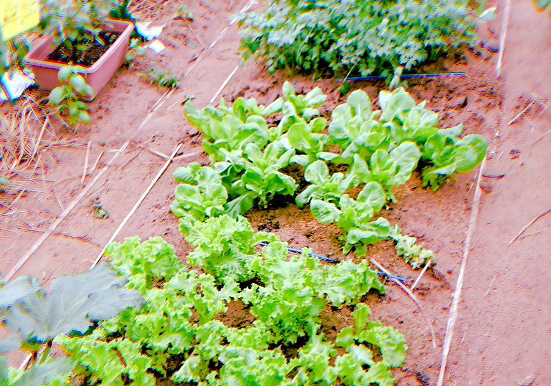 Veg.terrace(ベジテラス)