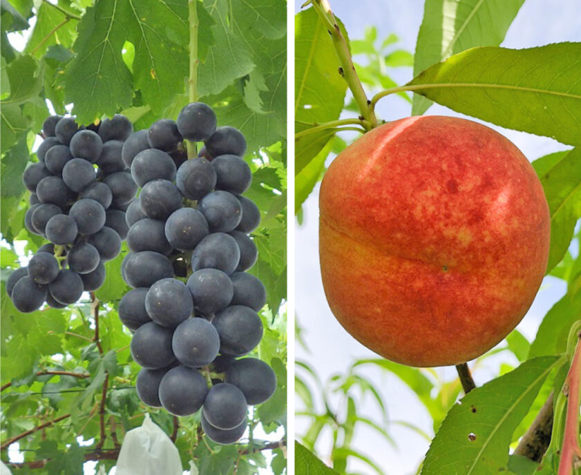 さんりはまFRUIT PR販売会