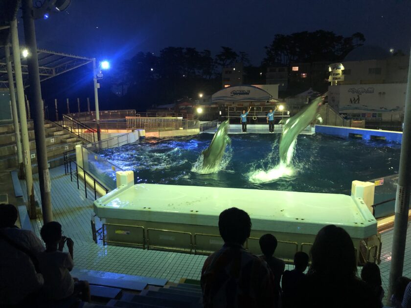 ナイター営業「夜の水族館」と ナイトイルカショー