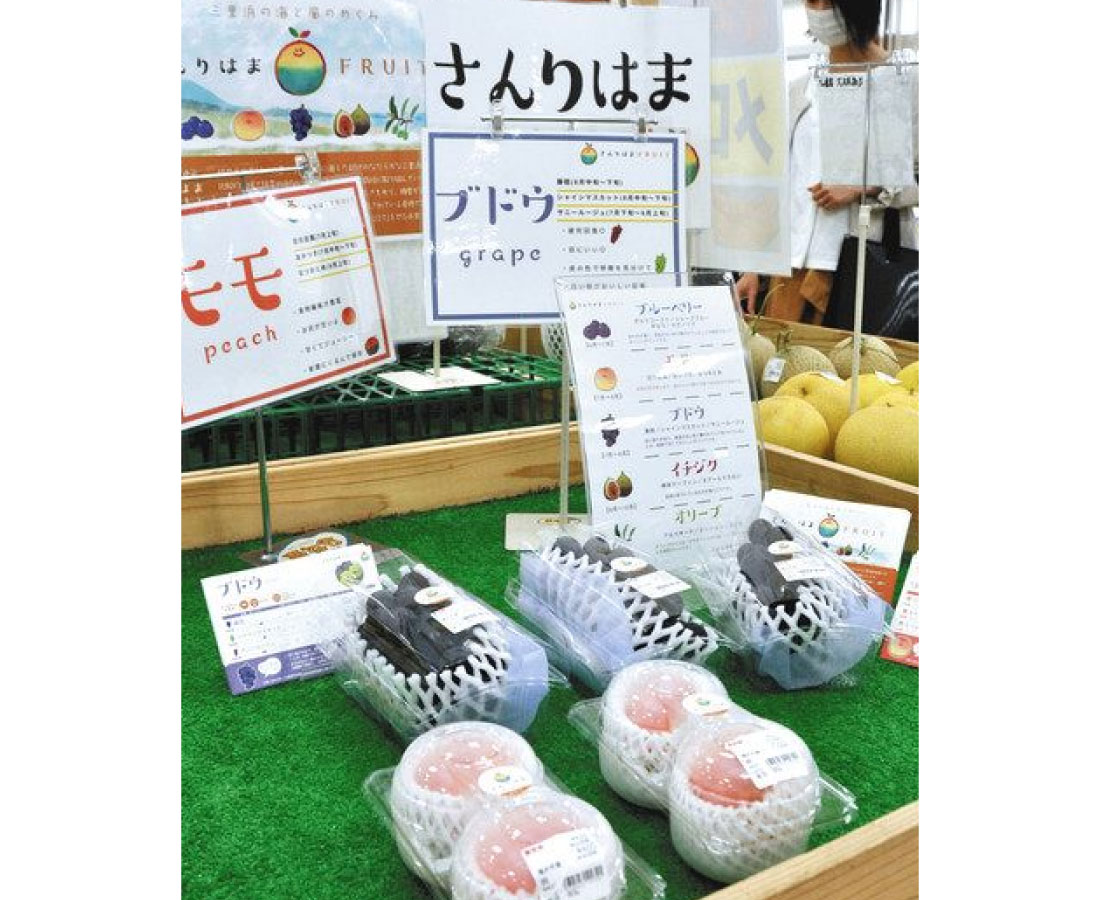 「さんりはまフルーツ」、福井市がブランド目指す　ブドウやモモ