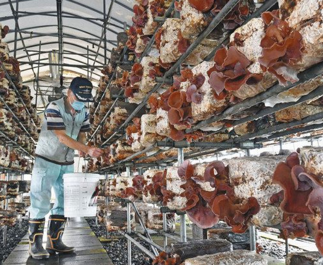 肉厚キクラゲ　食感楽しんで　大野で出荷最盛期