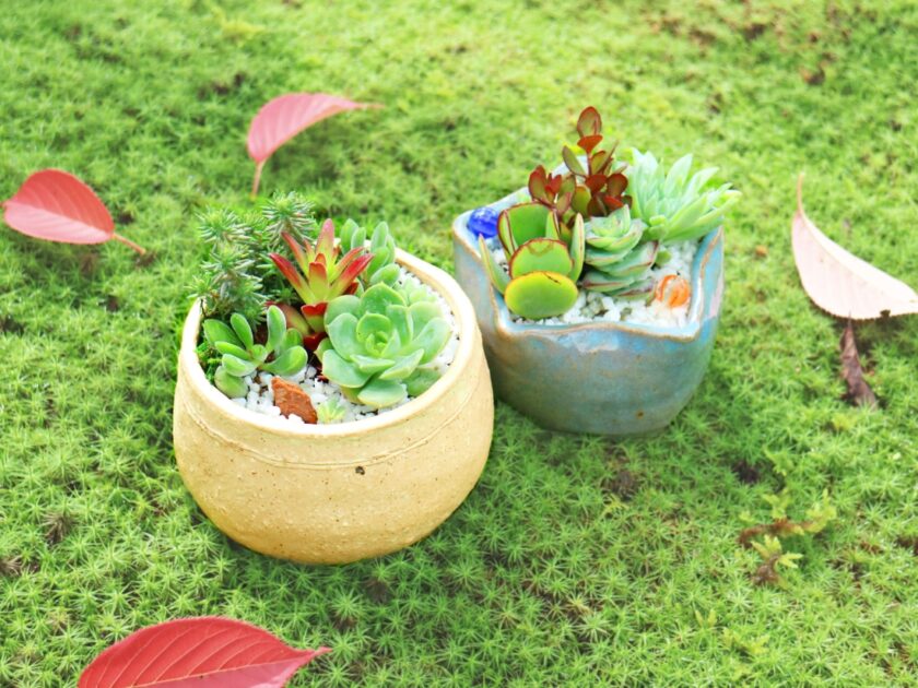 越前焼で楽しむ多肉植物