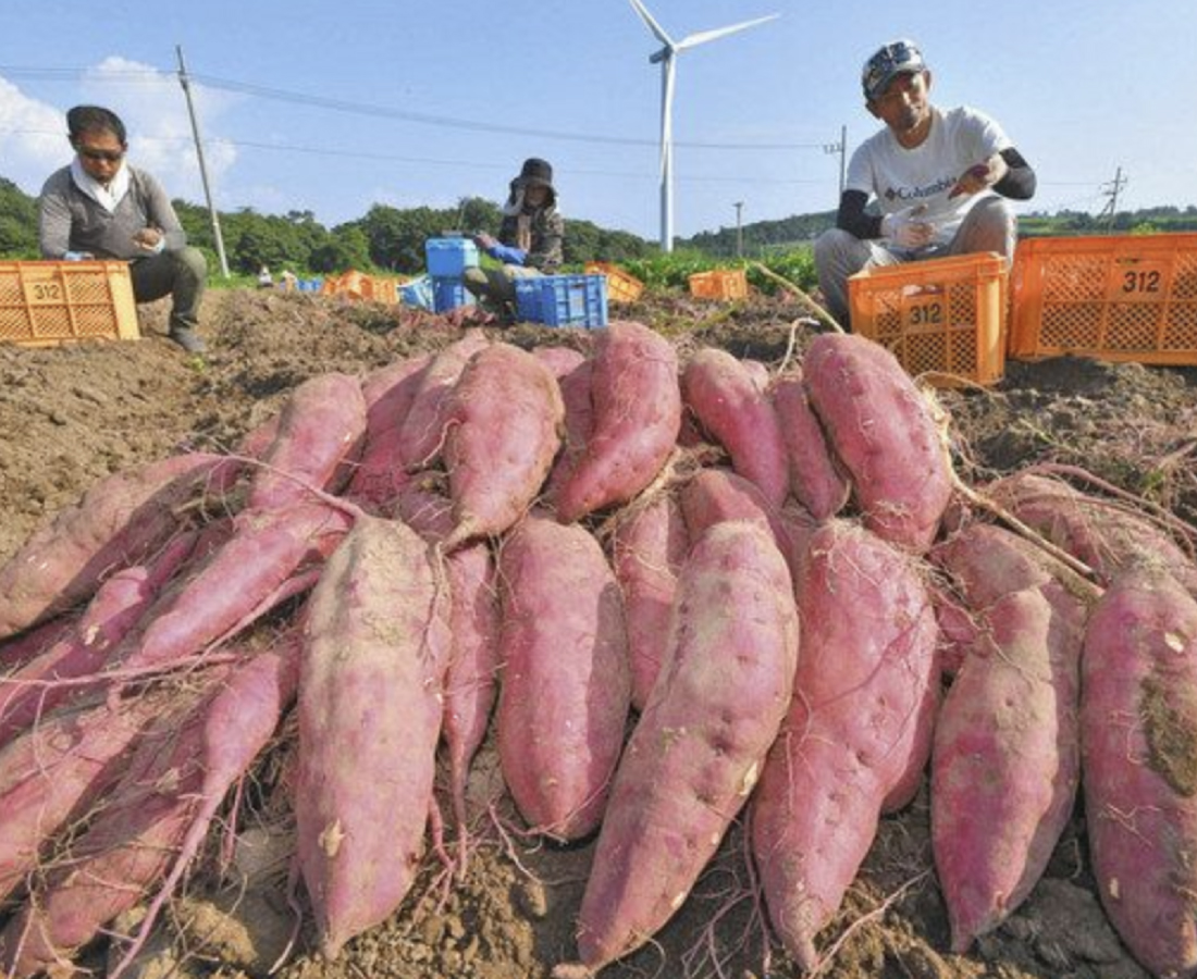 味覚の秋　ゴロッと顔見せ　あわら　「とみつ金時」収穫　