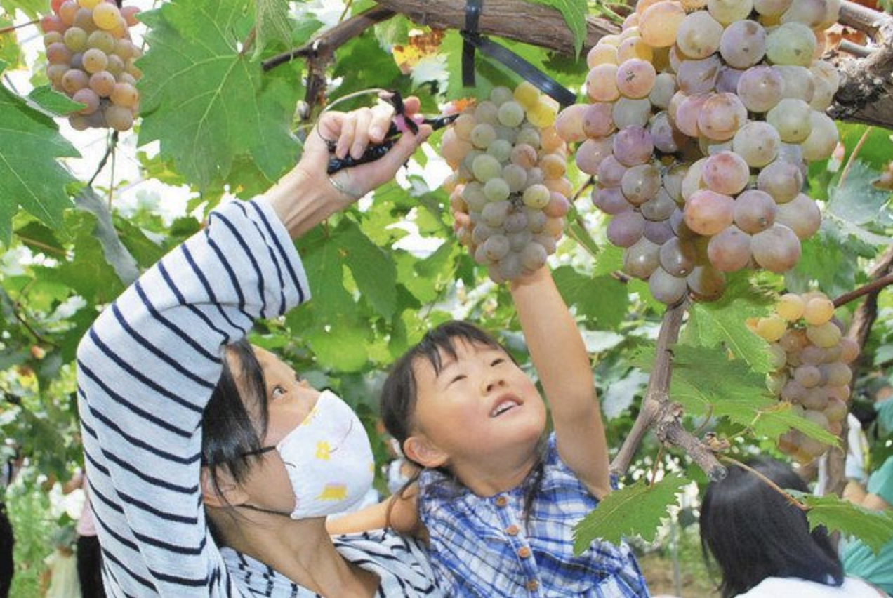 ブドウの収穫を楽しむ親子＝小浜市多田で