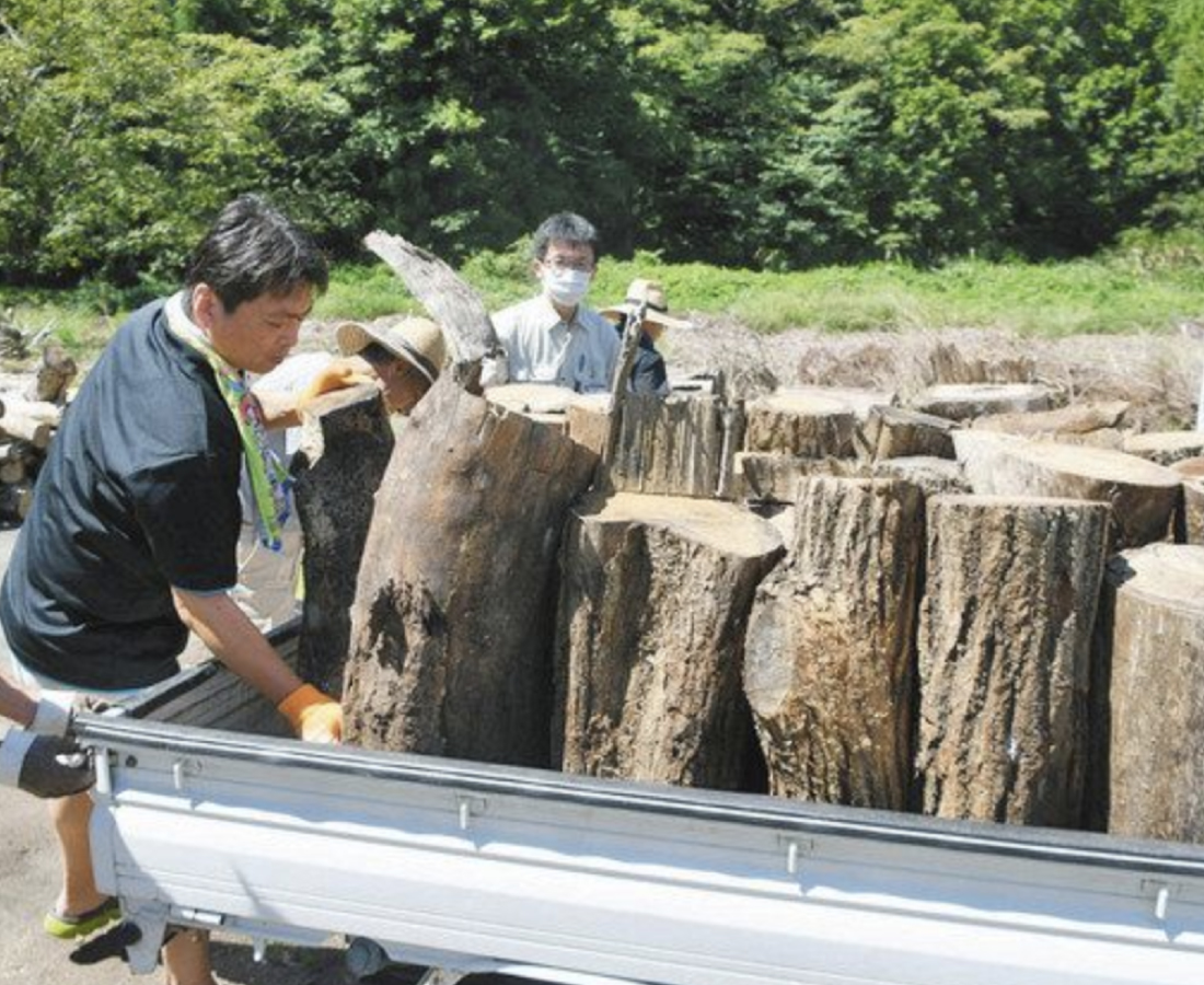 伐採した木を配布　中部縦貫道整備　冬に備えまきに　大野