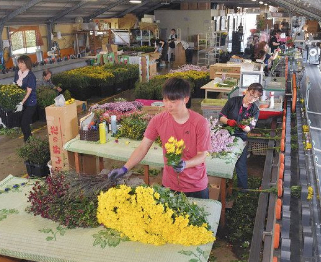 旧盆用の仏花 出荷ピーク　坂井の生花会社
