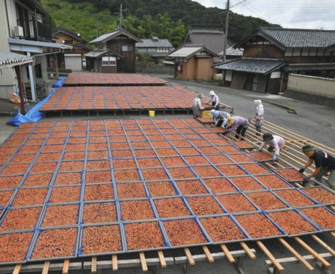食欲そそる梅干しの「じゅうたん」　若狭で「土用干し」