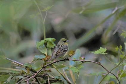 【生き物を学ぼう】中池見湿地でバードウォッチング～ノジコを見よう～