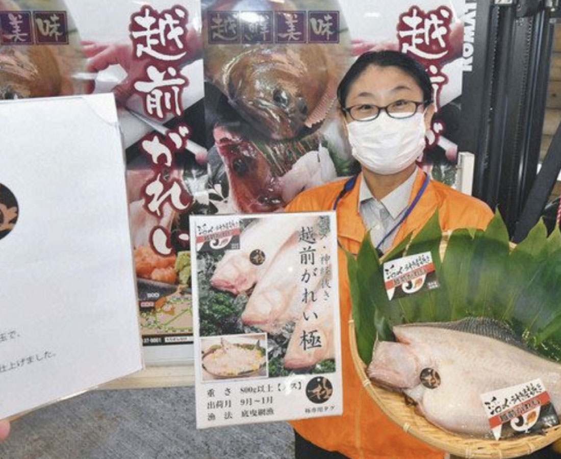 越前がれい　「極(きわみ)」披露　８００グラム以上の雌