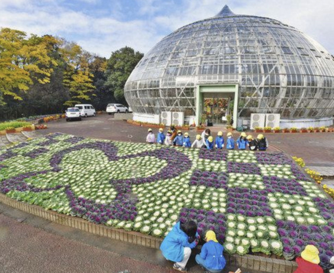 葉ボタンで「鬼滅」の花壇　県総合グリーンセンター