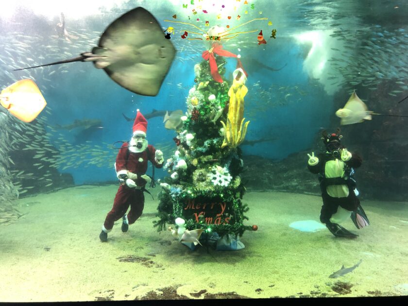 海洋大水槽 水中クリスマスツリー登場 2020