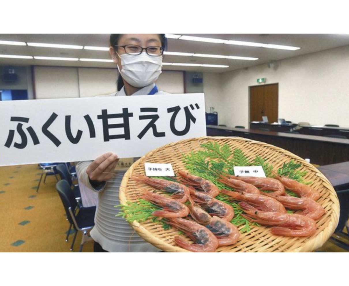 県産ブランド名「ふくい甘えび」　大きさ、漁場、漁期など規格設定