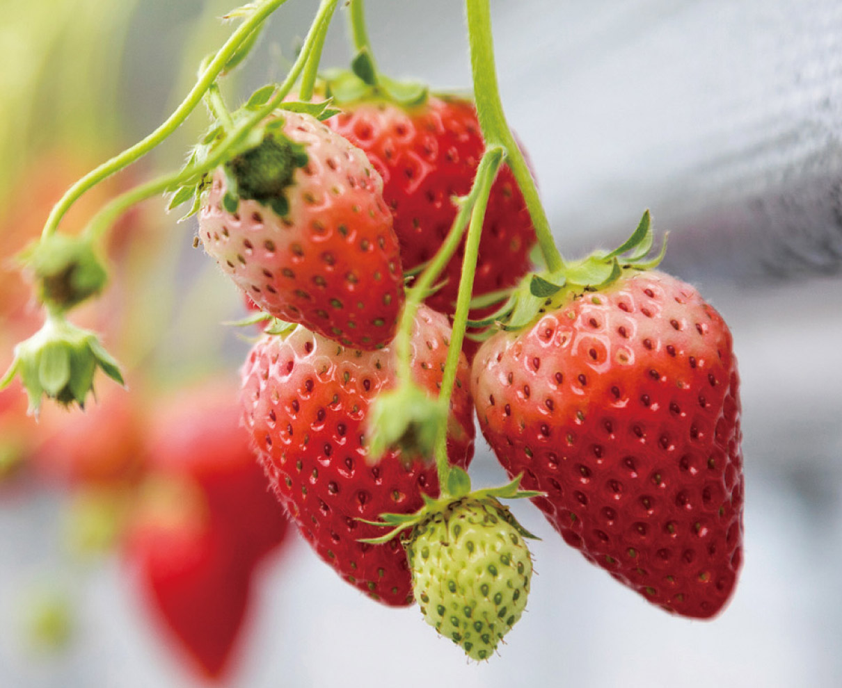 こだわりの土で育てた 甘く香り高いイチゴを摘みたてで！｜Noraいちご園