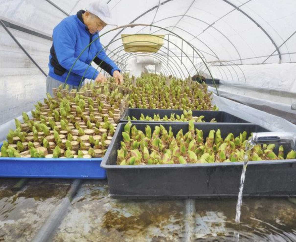 ハウス内は春　タラノメ収穫　永平寺町