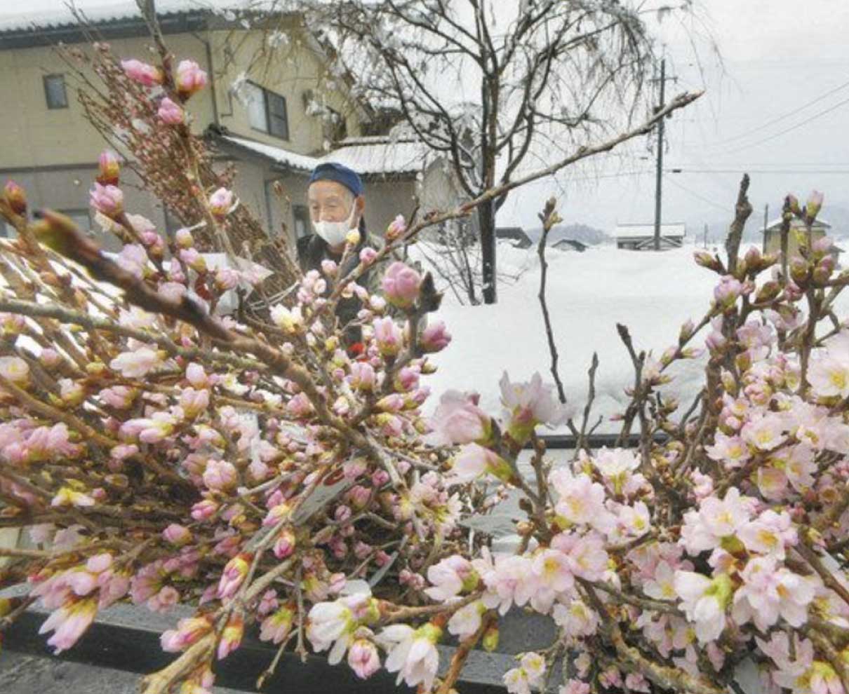 雪の中　春見〜つけた　大野の啓翁桜出荷
