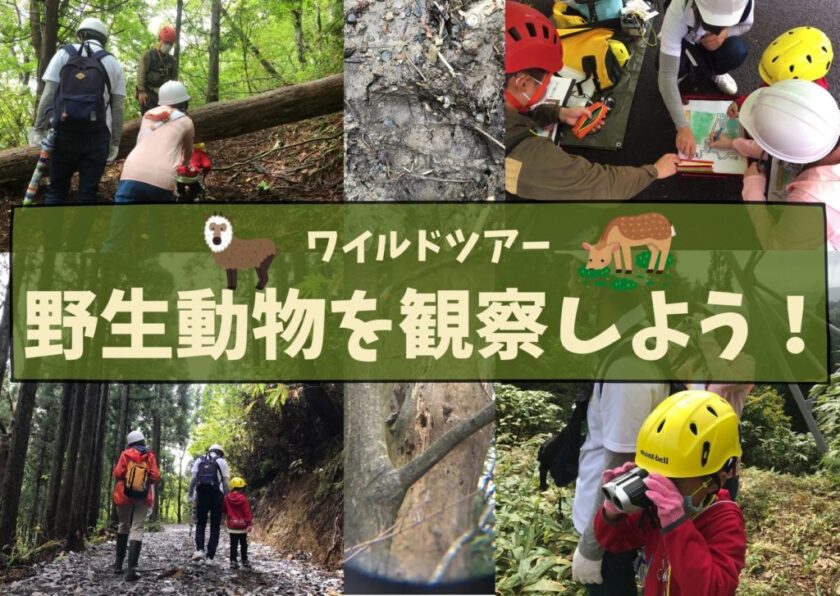 ワイルドツアー 野生動物を観察しよう！