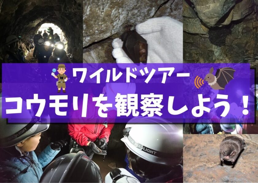 ワイルドツアー コウモリに会いに行こう！
