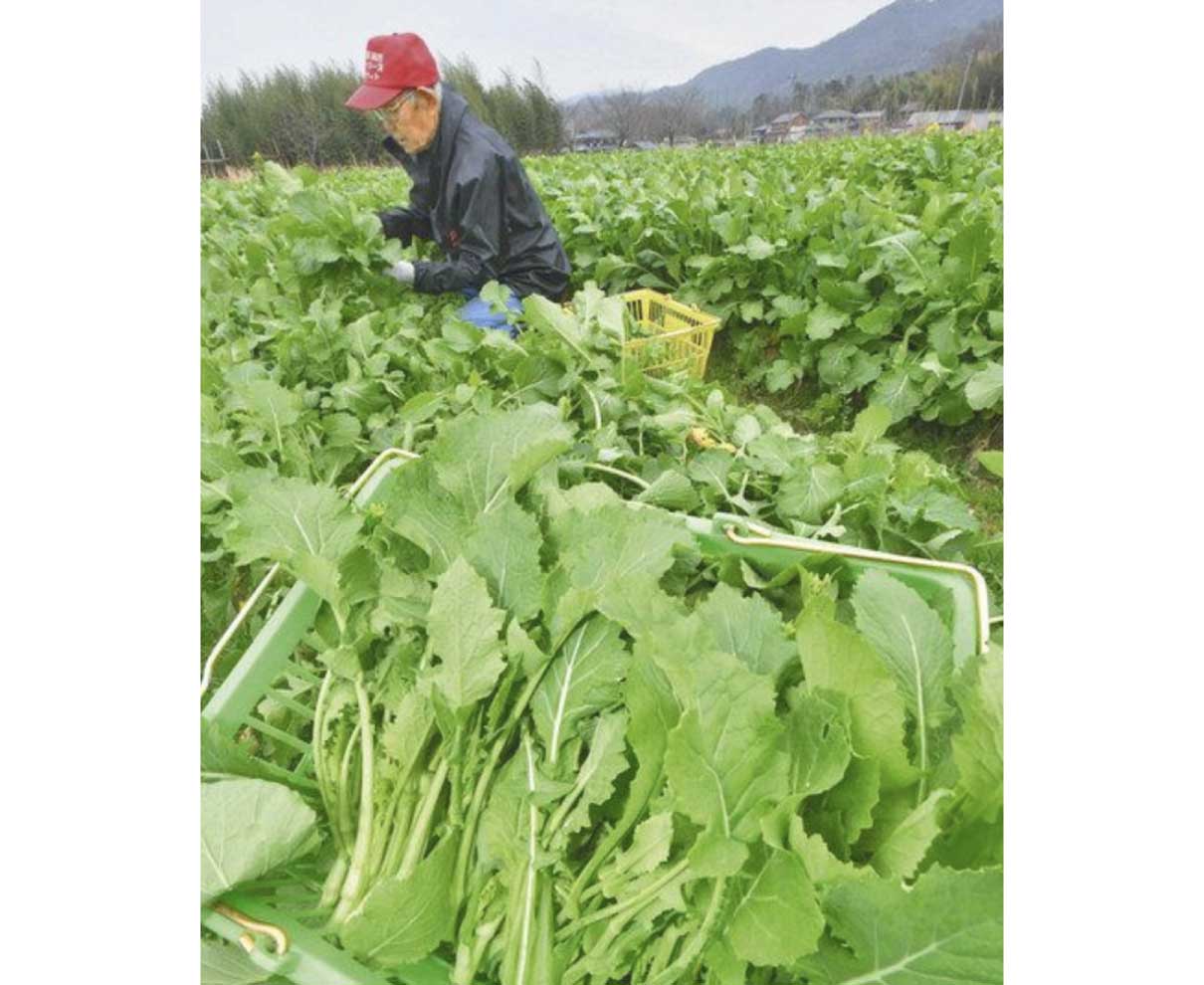 青々黒河マナ収穫　敦賀で最盛期