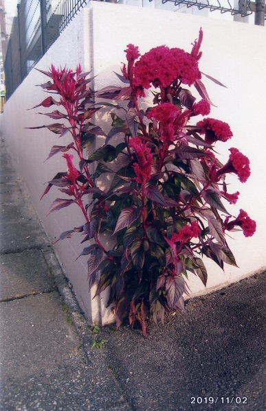 長谷 俊雄 作品展　第三回隙間に生える植物展