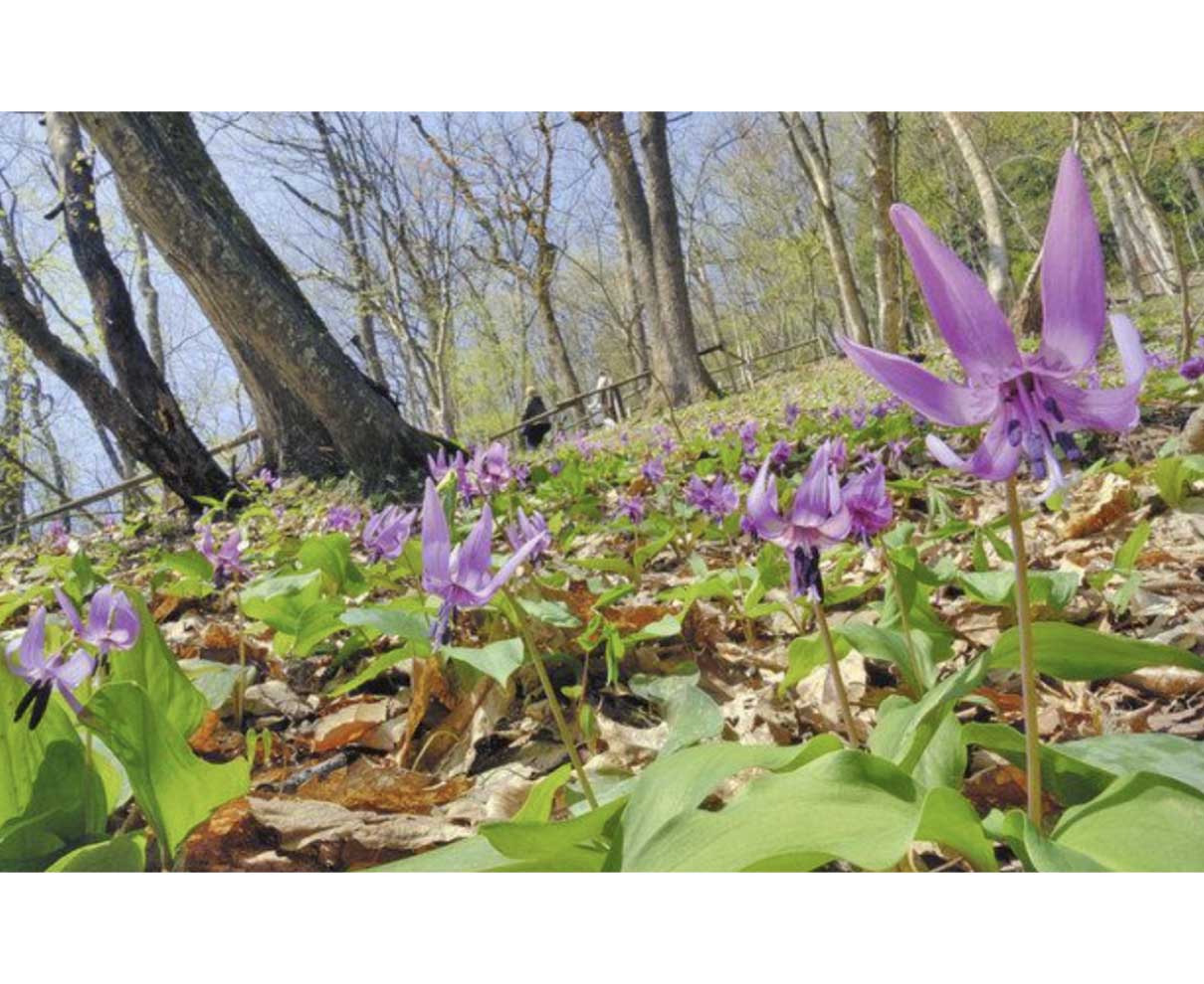 カタクリもう見頃　大野「矢ばなの里」