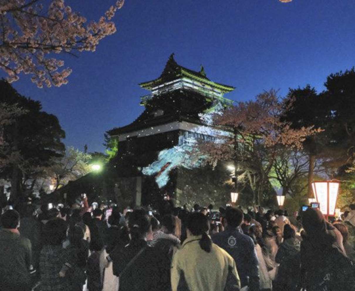 丸岡城に龍神浮かぶ　桜まつり開幕　ぼんぼり３００基点灯