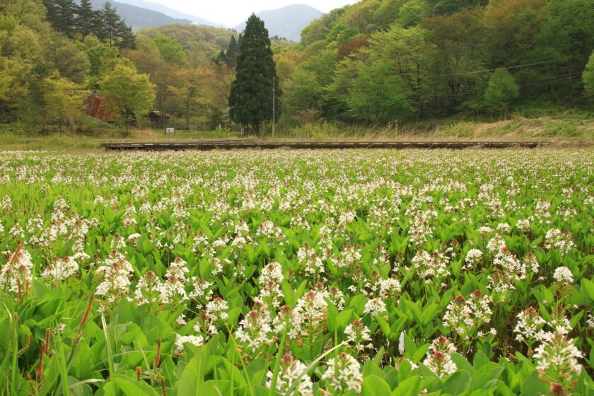 春の六呂師高原観察ウォーク ～氷河期の生き残り！ミツガシワに出会おう～