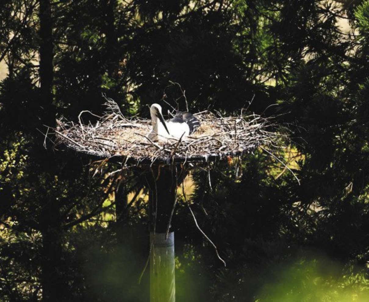 小浜のコウノトリ、抱卵か　市内５７年ぶり、ひなに期待