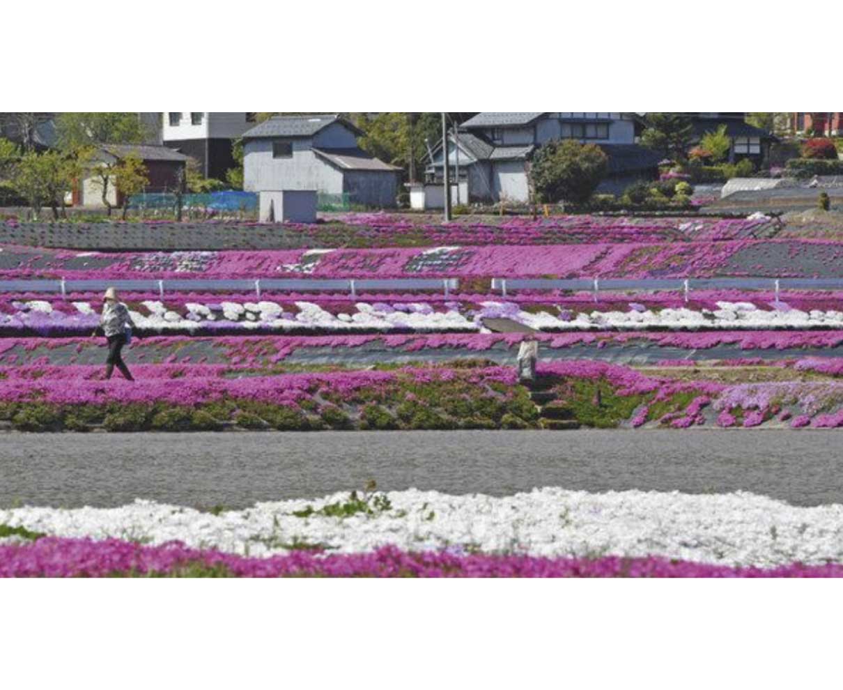水田に映えるシバザクラ　　大野の乾側