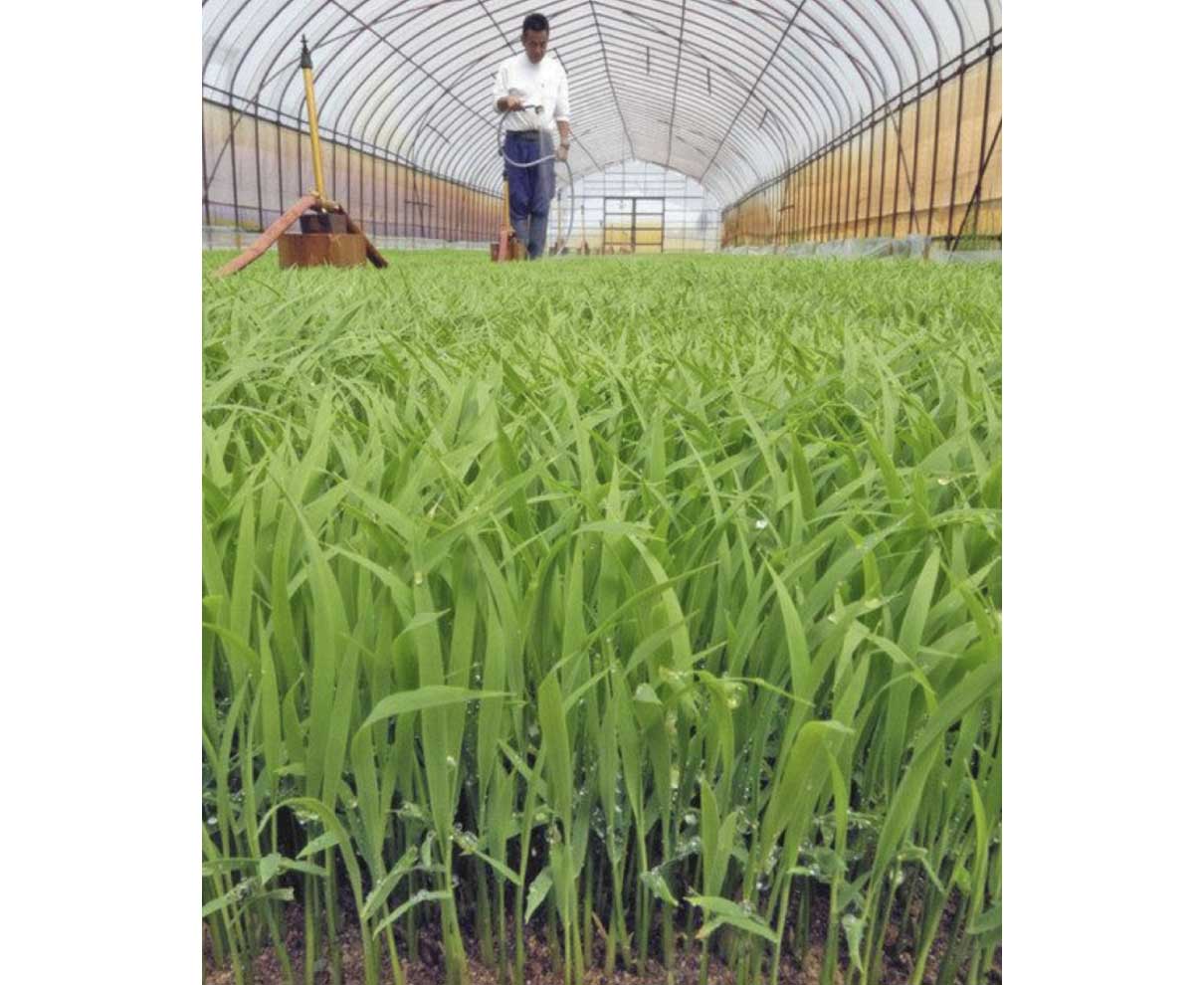 田植え待つ苗、青々　２０日は「穀雨」
