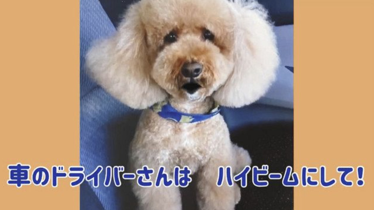 交通安全啓発ワンダフル 県警 ペットの犬で動画製作 公式ツイッターで配信 日々urala ウララ 福井県のおすすめ情報