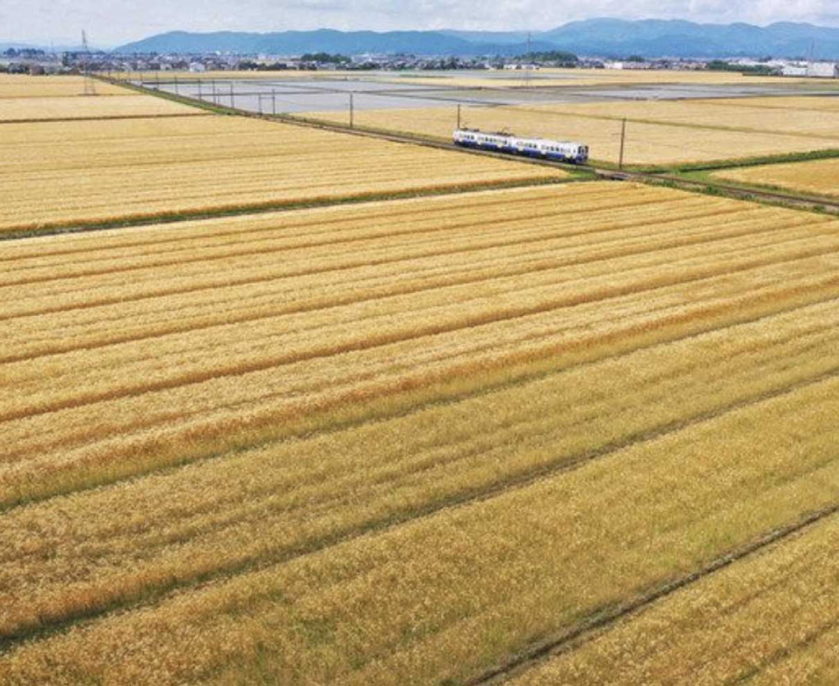 「麦秋」実りの黄金色　坂井平野で六条大麦が収穫期
