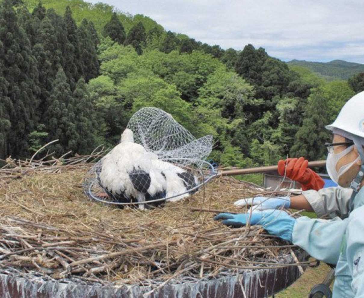 コウノトリひなに足環　越前市　１羽けが　治療へ保護