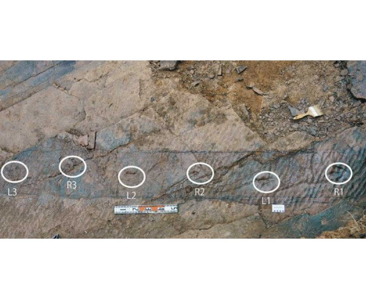 デイノニコサウルス類の移動速度、人の歩行とほぼ同じ　中国で足跡化石発見、推測