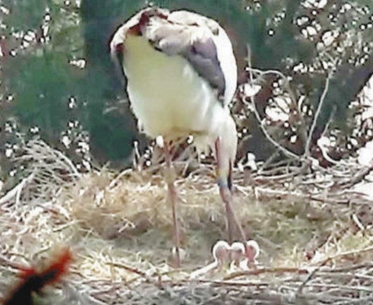 小浜でコウノトリひな誕生　５７年ぶり、３羽ふ化