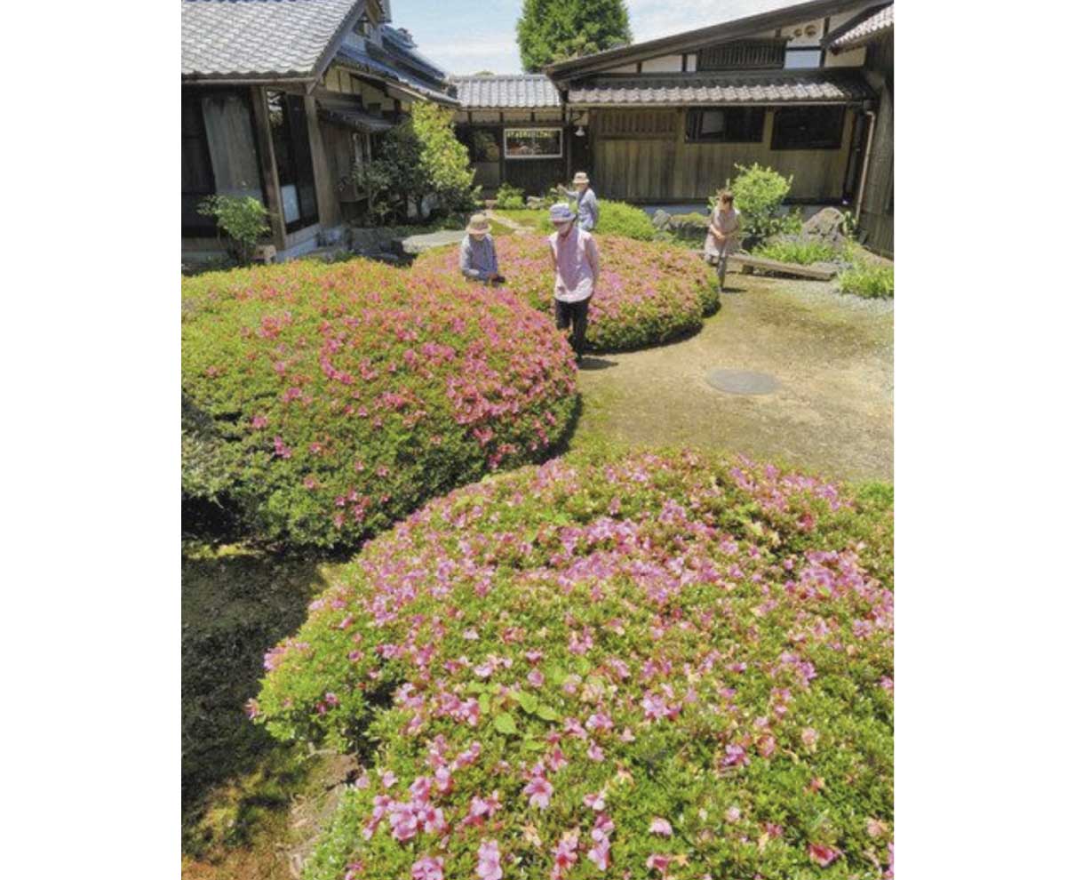 サツキ“晴れ舞台”　あわらで見頃