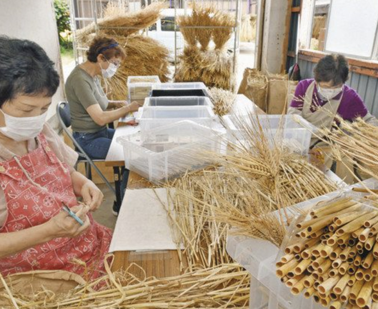 六条大麦　ストローに変身　福井で生産最盛期