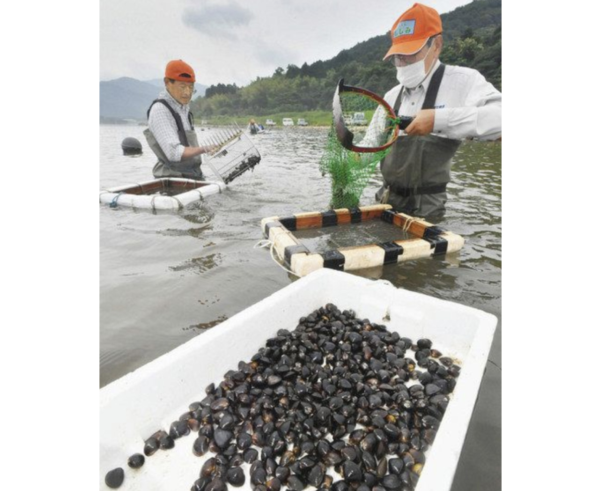 シジミ　次々掘り出し　美浜　久々子湖で漁最盛期