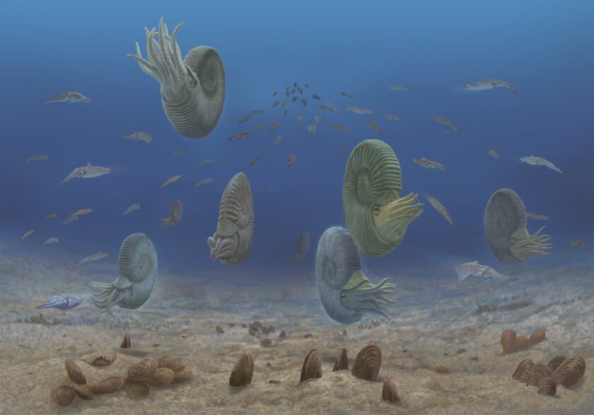 和泉郷土資料館企画展「九頭竜層群-ジュラ紀の海を知る」