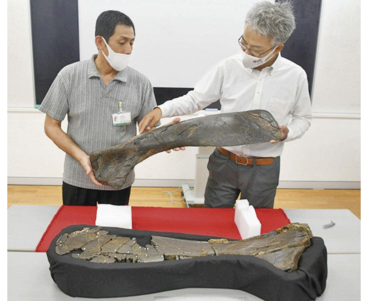 国内最大級の鳥脚類恐竜　長崎で化石発掘　恐竜博物館など確認