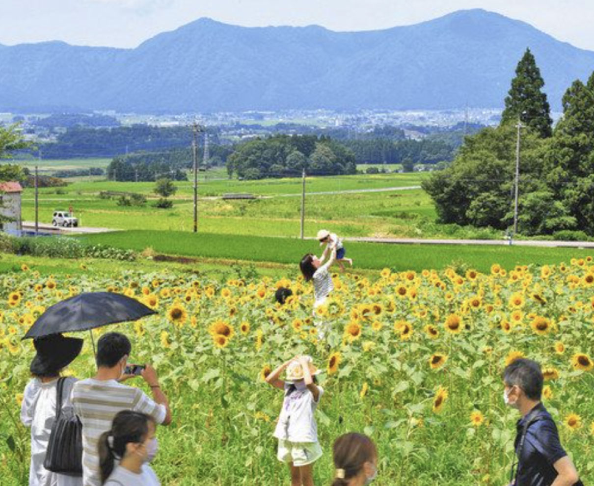 ヒマワリ１万本　夏彩る　大野