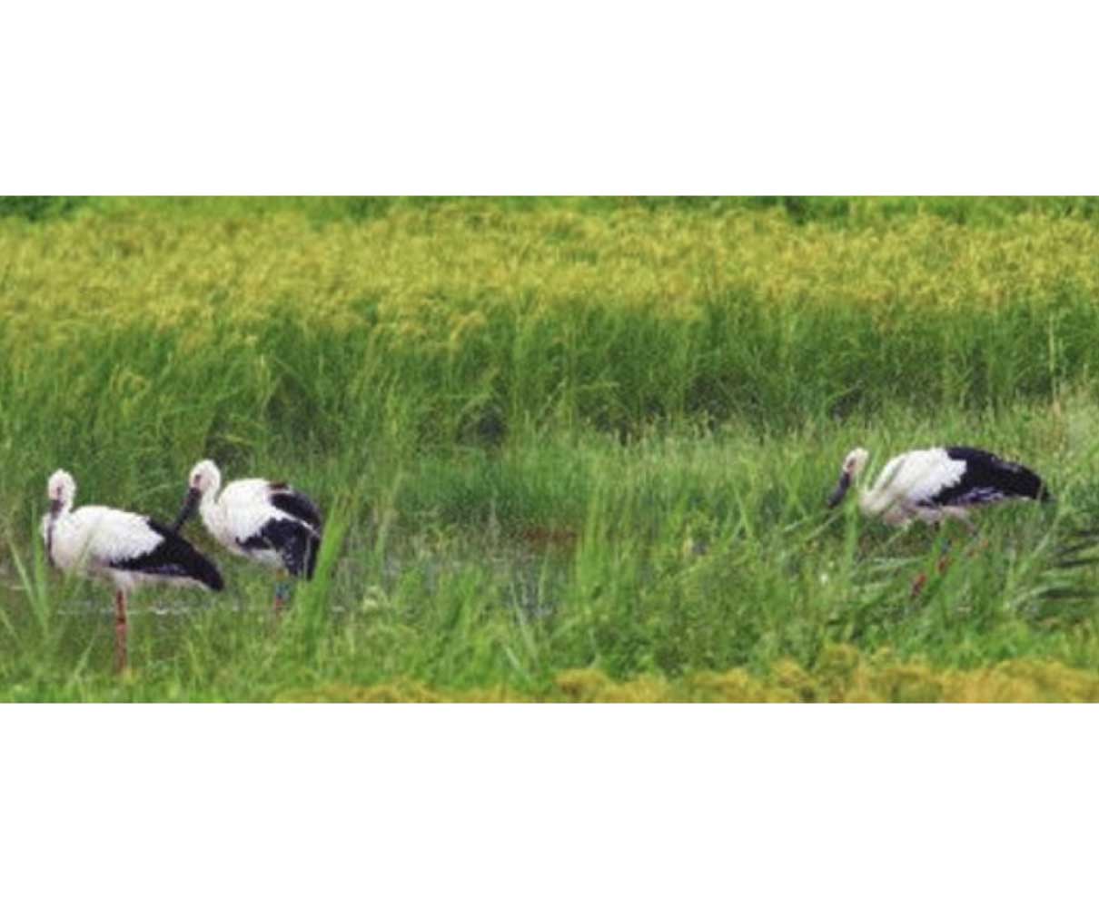 今年越前市生まれ　コウノトリ４羽　石川の七尾飛来