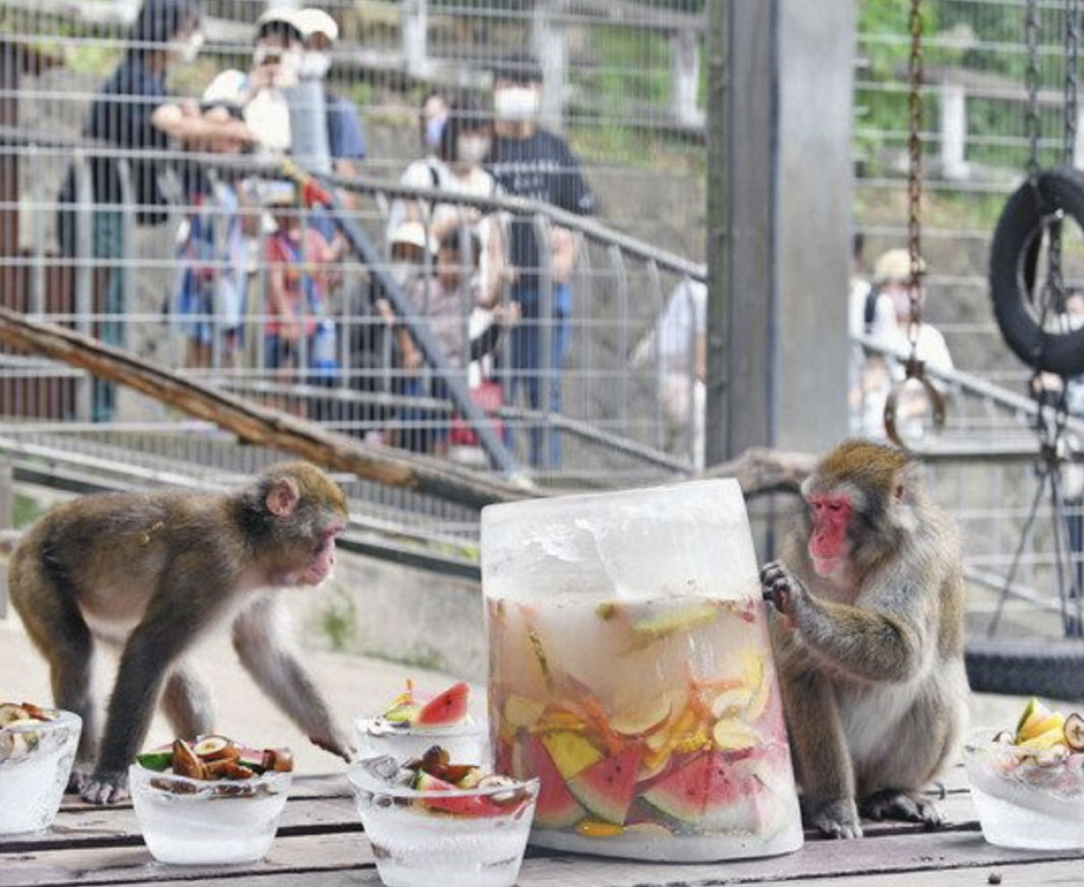 ひんやり、サルに氷の贈り物　足羽山公園遊園地