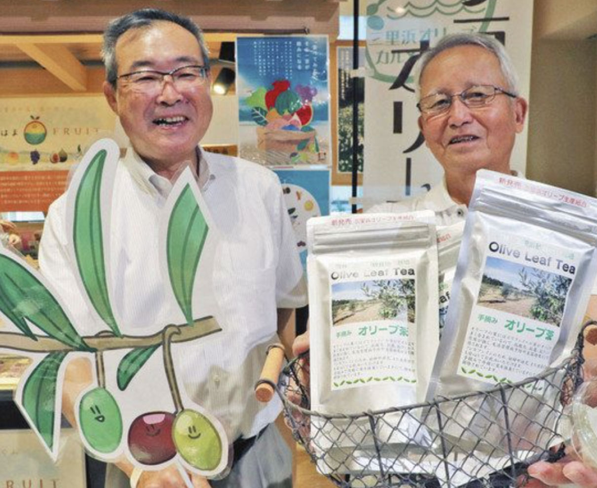 福井・棗地区有志　商品化　三里浜オリーブ「茶」先陣