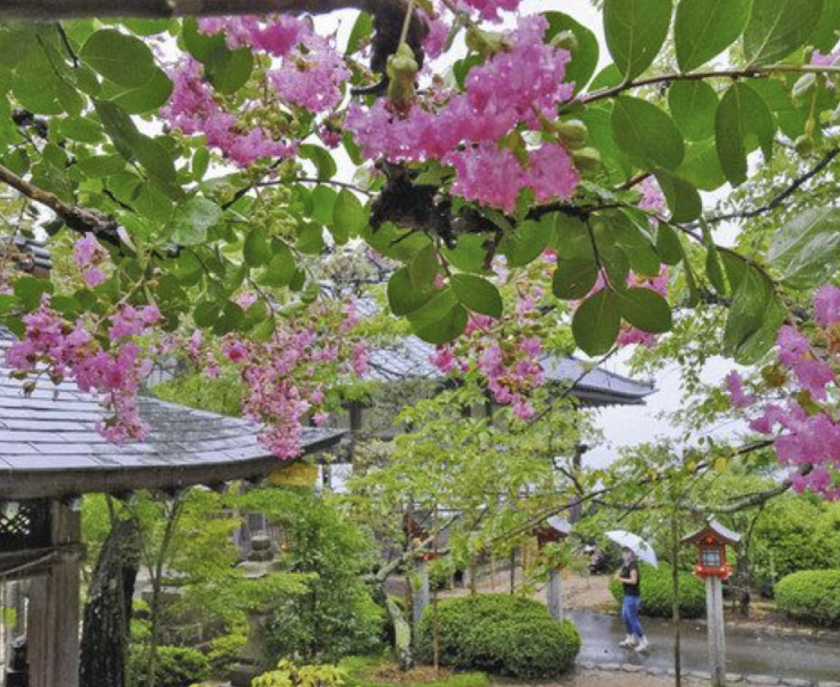 雨にぬれ鮮やか　サルスベリ　　敦賀市の常宮神社