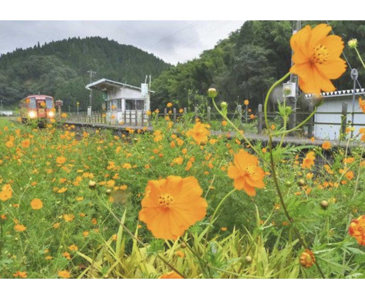 キバナコスモス「撮り鉄」スポットに　福井の越美北線計石駅線路脇