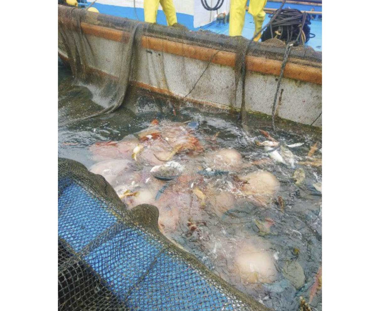 大型クラゲ１２年ぶり大量出現　漁業関係者、定置網被害を警戒