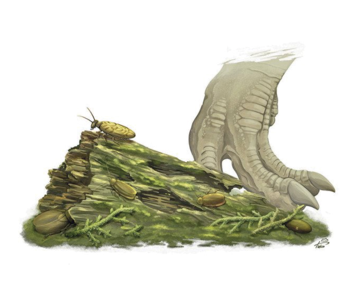 ゴキブリの化石・41g（中国産化石標本） ゴキブリの化石・41g（中国産化石標本） 化石