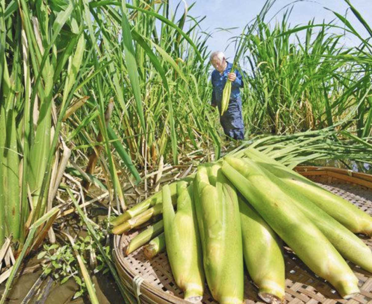 ふっくらマコモタケ　越前町で収穫