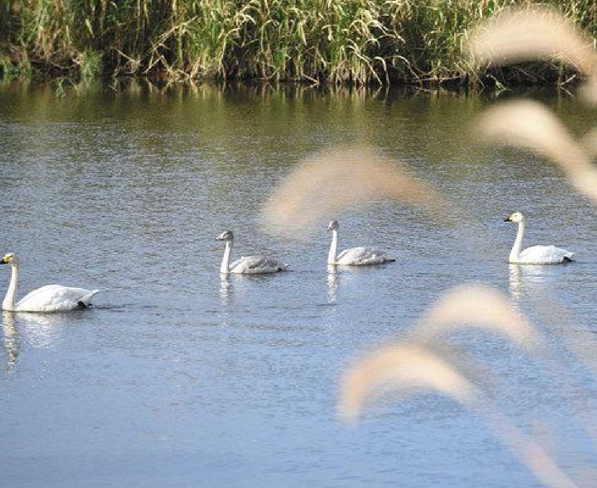 コハクチョウ「家族」羽休め　鯖江・日野川